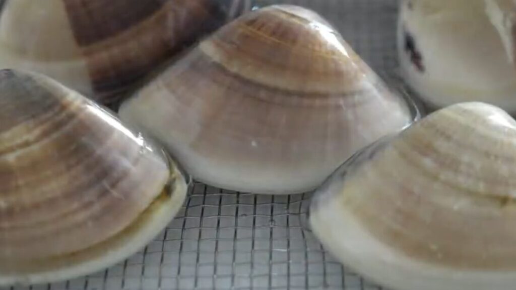 はまぐりと三つ葉の味噌汁